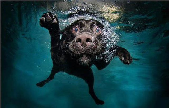 bonjour chien