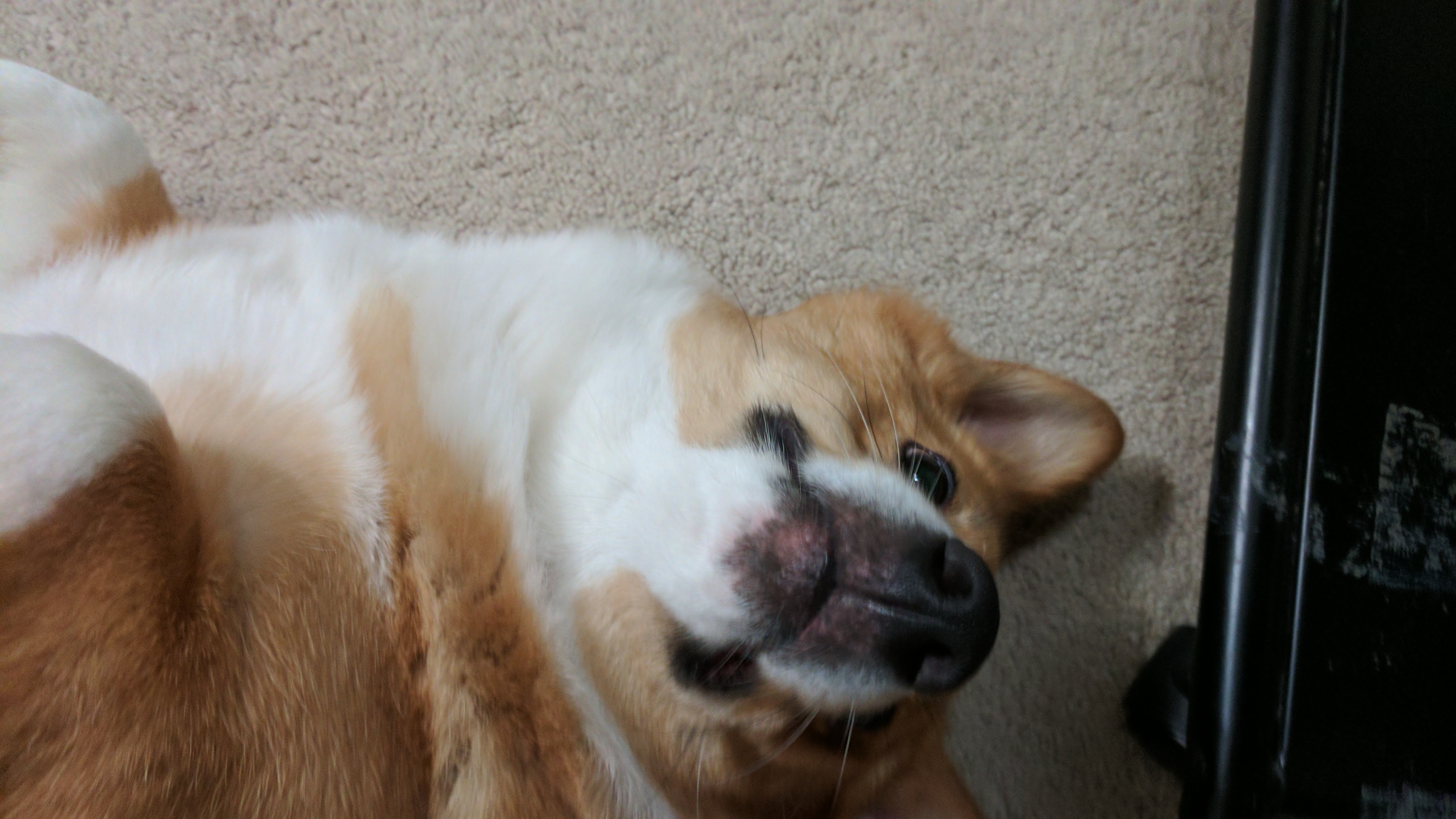 bonjour chien