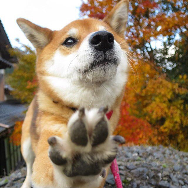 bonjour chien